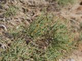 Arthrophytum balchaschense. Веточки с плодами. Казахстан, Жетысуская обл., Панфиловский р-н, отроги Джунгарского Алатау, горы Долонтау, пестроцветы. 19 сентября 2025 г.