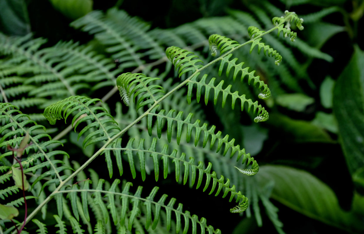 Изображение особи Pteridium aquilinum.