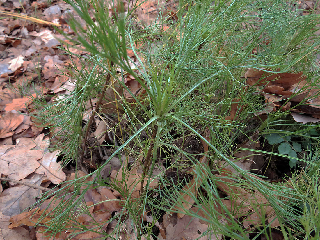 Image of genus Artemisia specimen.