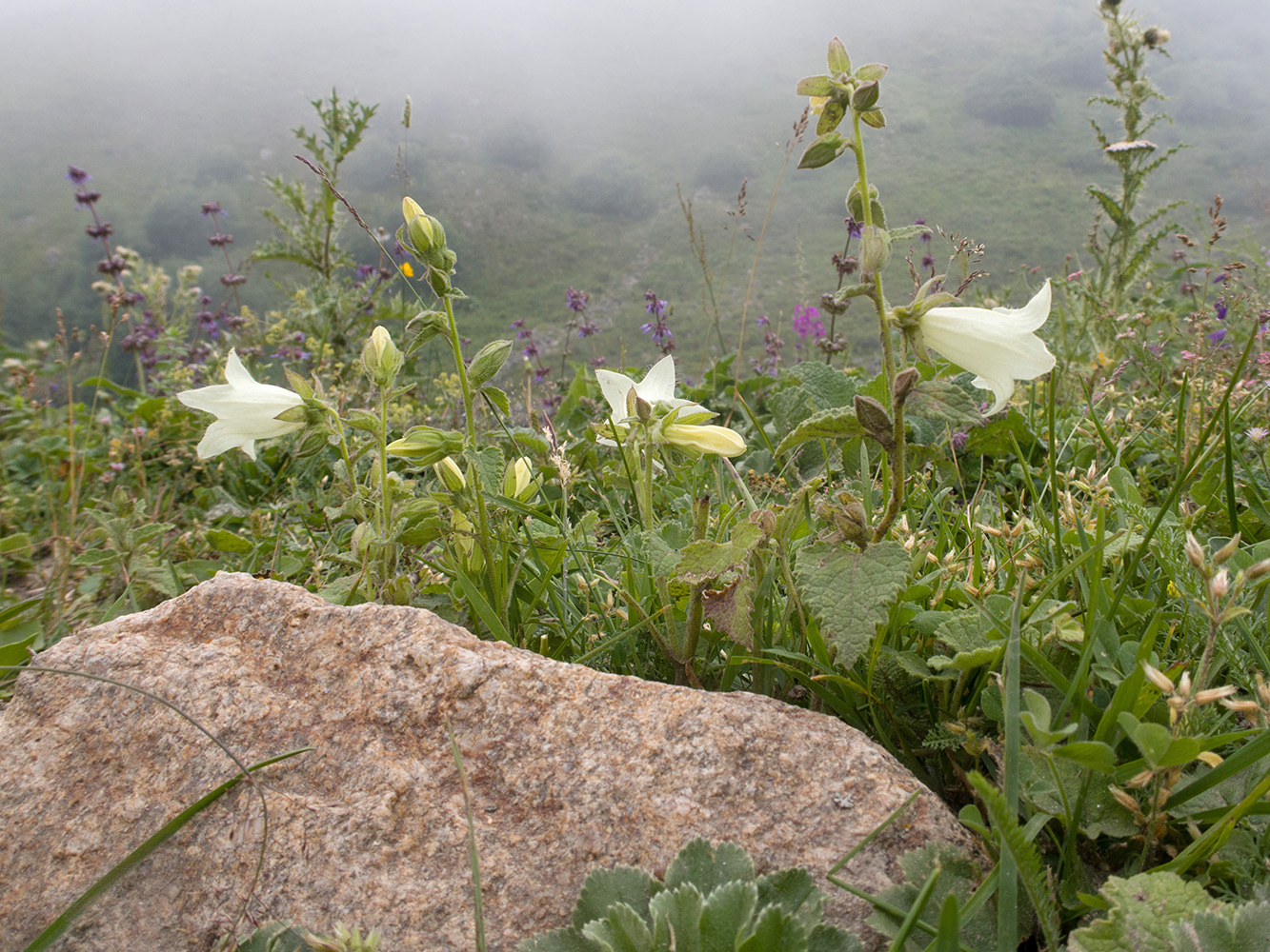 Image of Campanula dolomitica specimen.