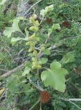 Xanthium orientale. Верхушка растения с незрелыми соплодиями. Астрахань, о. Ильинский. Сентябрь 2010 г.
