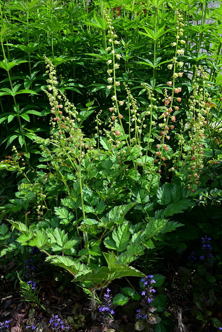 Изображение особи Неопознанный вид.