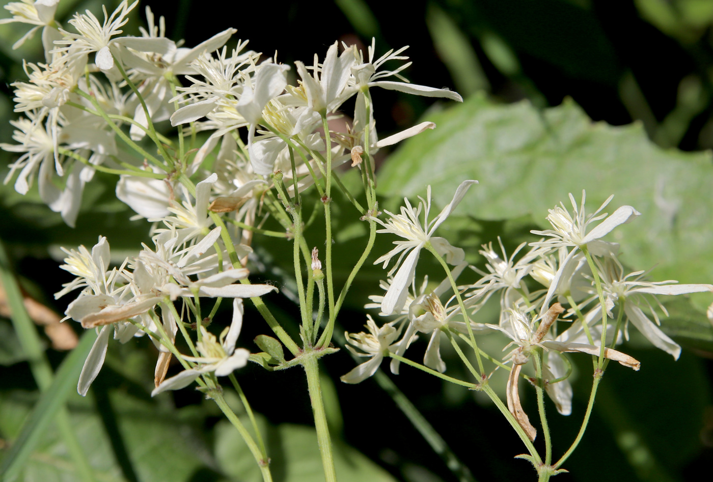 Изображение особи Clematis recta.