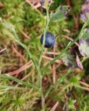 Image of taxon representative. Author is Григорий Токарев