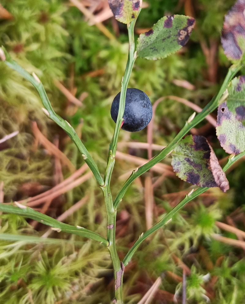 Image of Vaccinium myrtillus specimen.