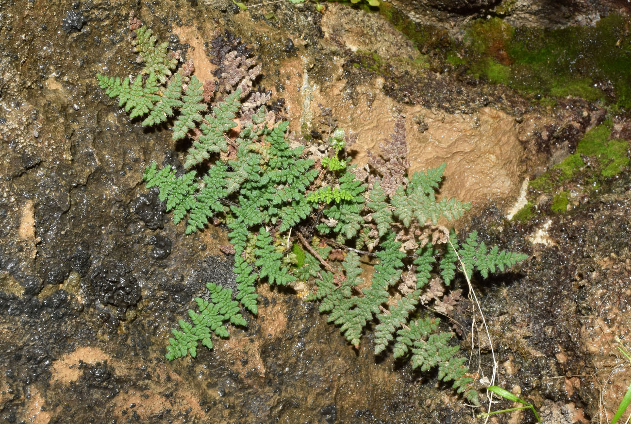 Image of Oeosporangium persicum specimen.
