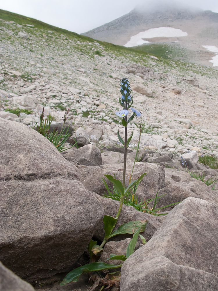 Изображение особи Veronica gentianoides.