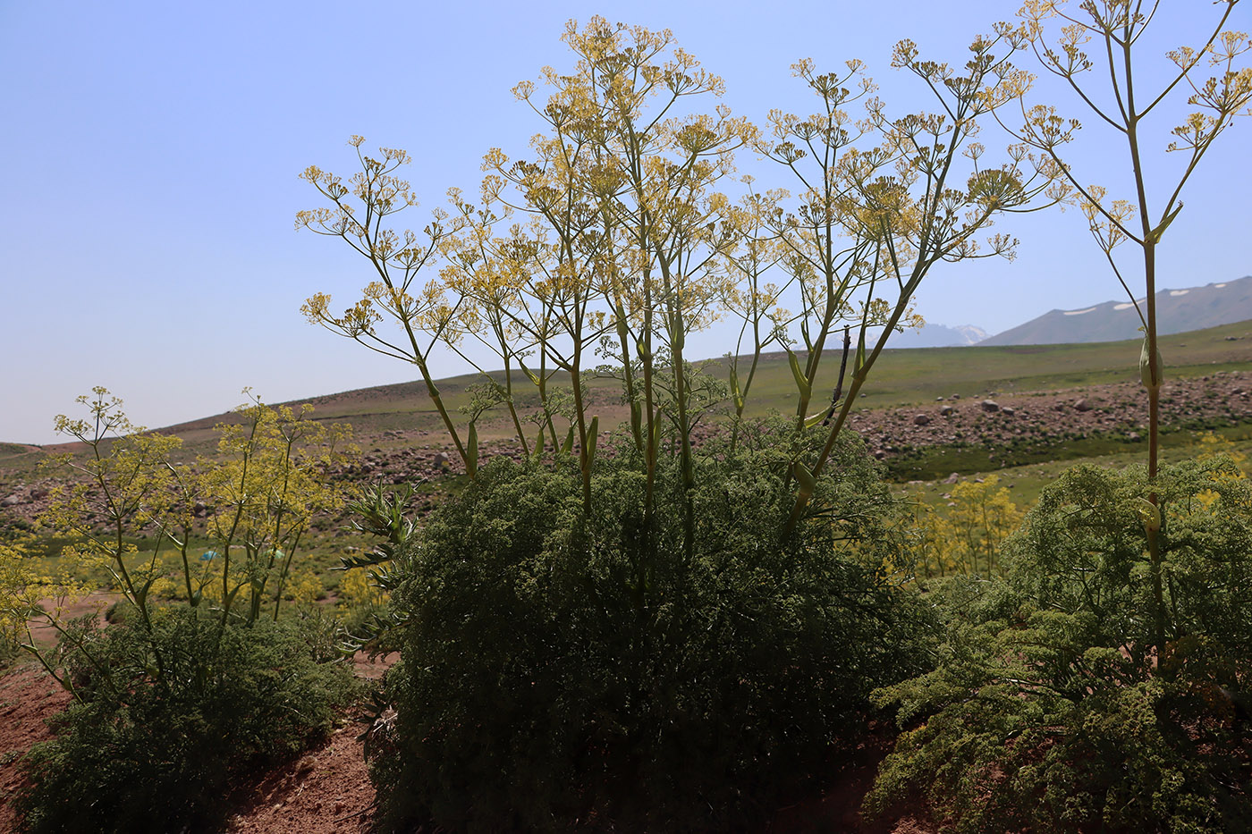Изображение особи Ferula tenuisecta.