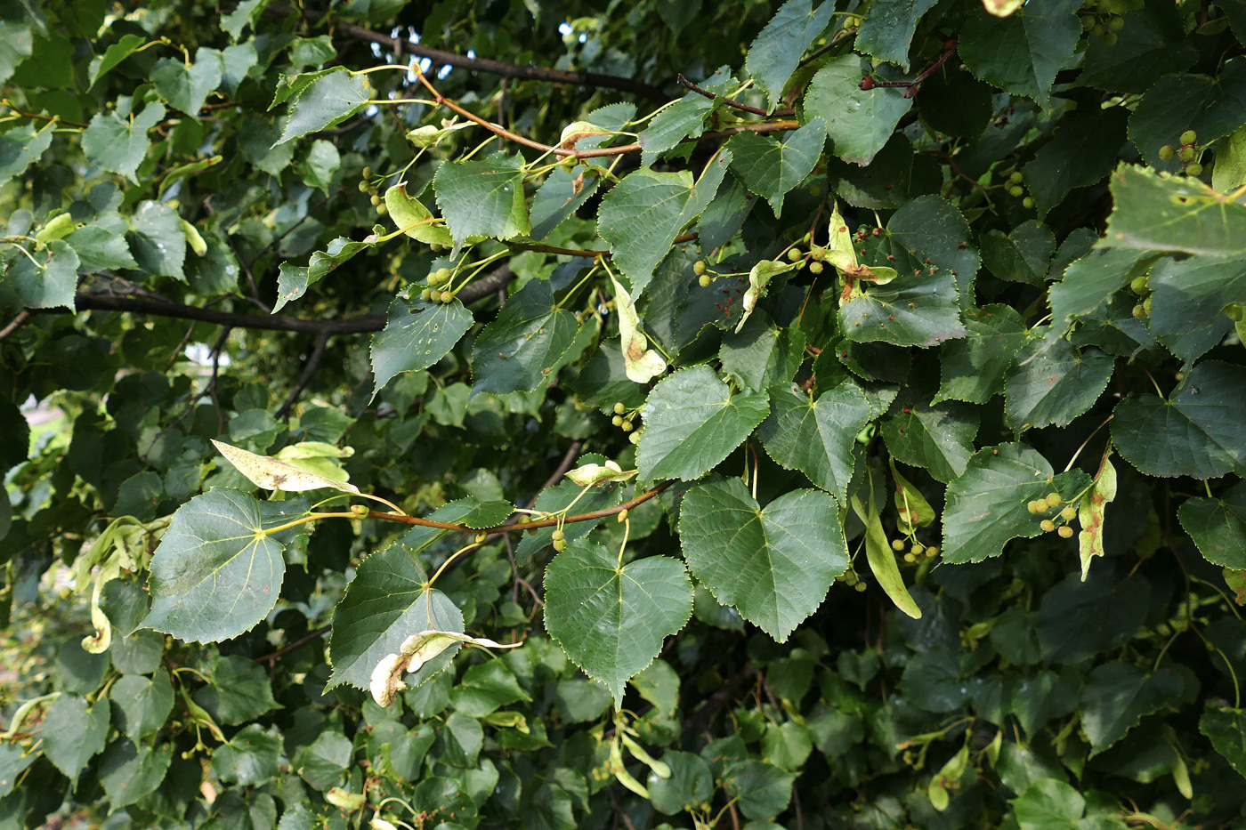 Image of Tilia cordata specimen.