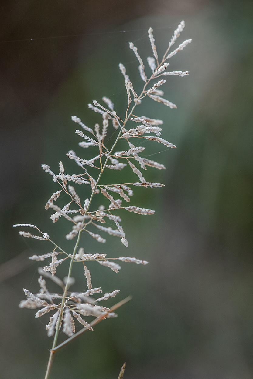 Изображение особи семейство Poaceae.