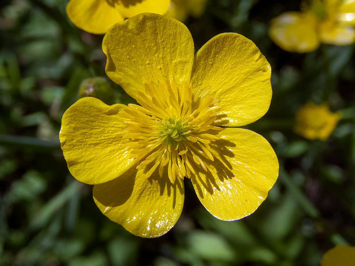 Изображение особи Ranunculus constantinopolitanus.