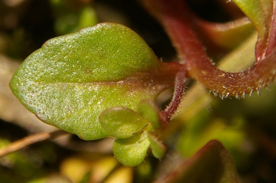 Изображение особи Veronica acinifolia.