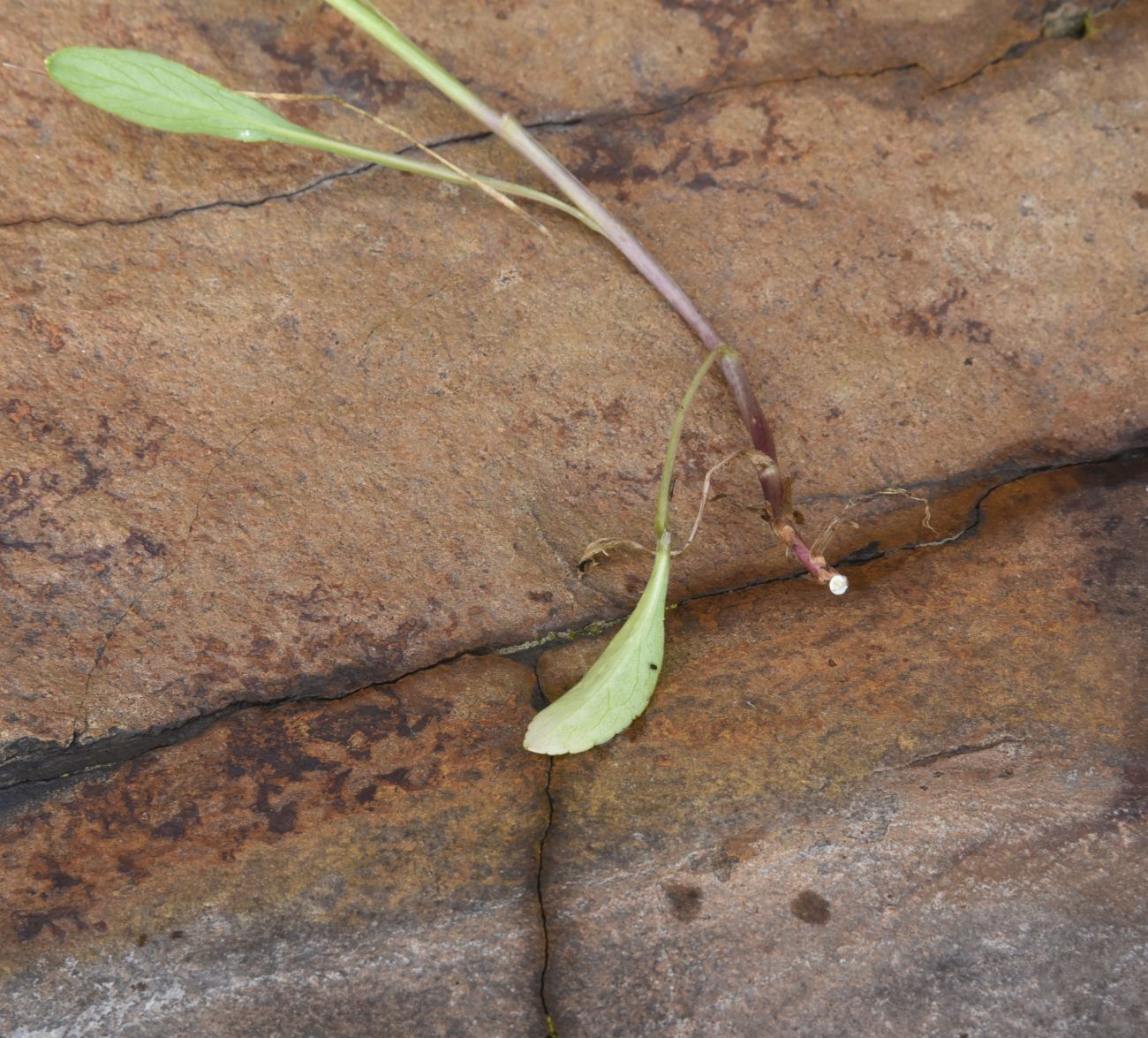 Изображение особи род Campanula.