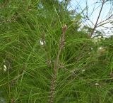 class Pinopsida. Верхушка побега. Турция, г. Стамбул, парк развлечений \"Виалэнд\". 08.10.2025.