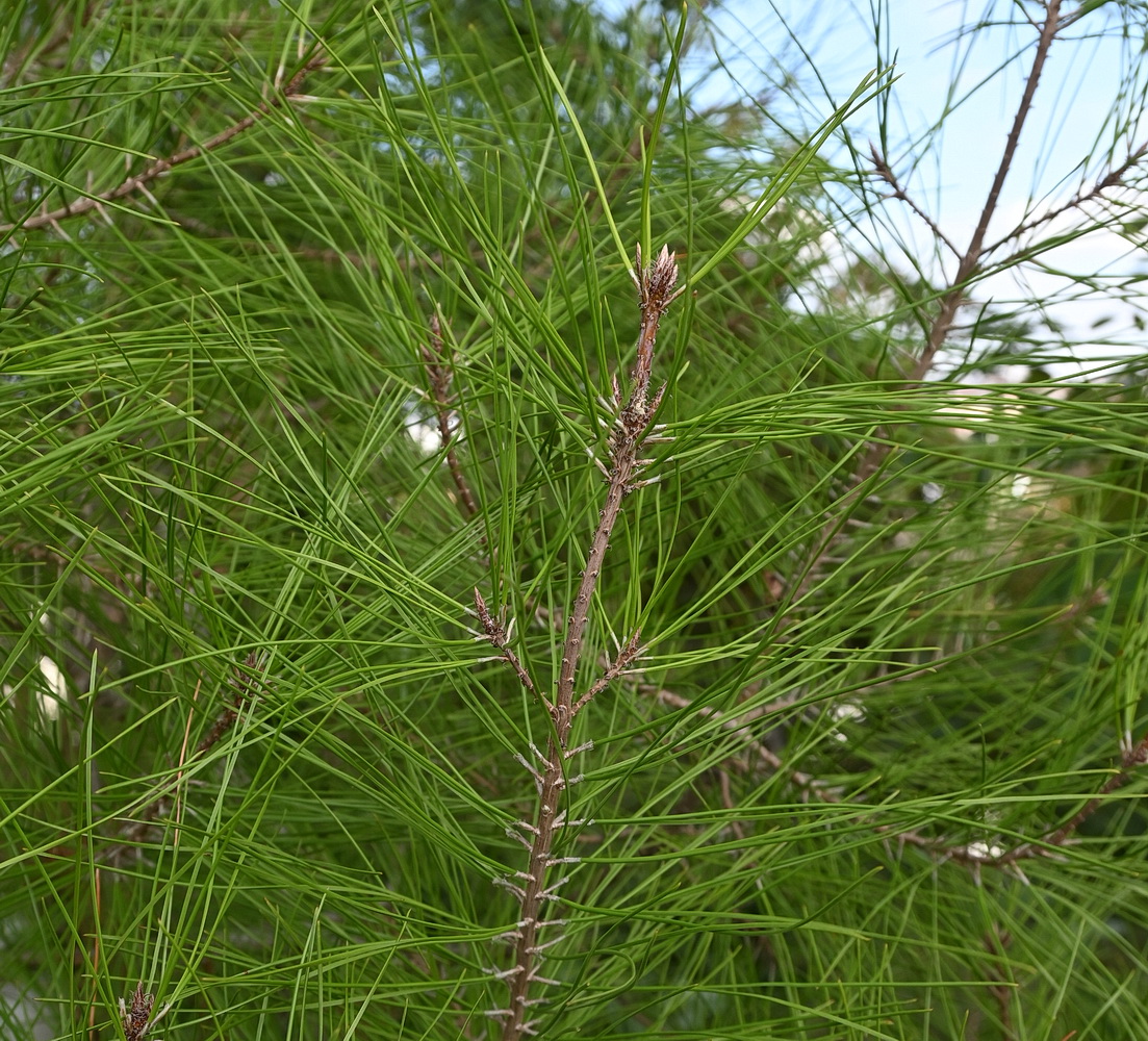 Image of class Pinopsida specimen.