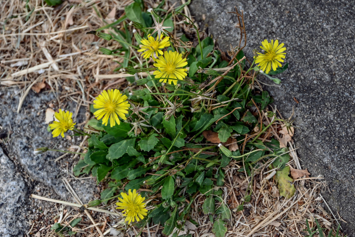 Image of Crepis bursifolia specimen.