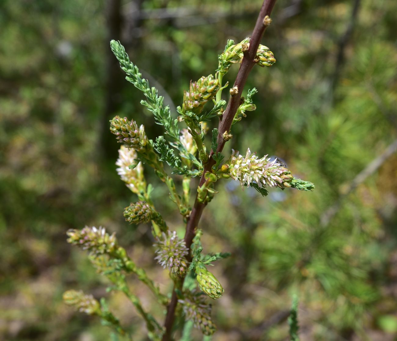 Image of genus Myricaria specimen.