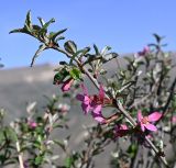 семейство Rosaceae