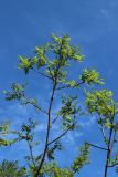 genus Robinia. Верхушка растения с молодыми листьями и развивающимися соцветиями. Санкт-Петербург, Кировский р-н, двор жилого дома, декоративное озеленение. 25.05.2026.