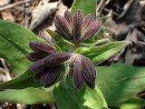 Pulmonaria mollis