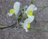 Linaria supina