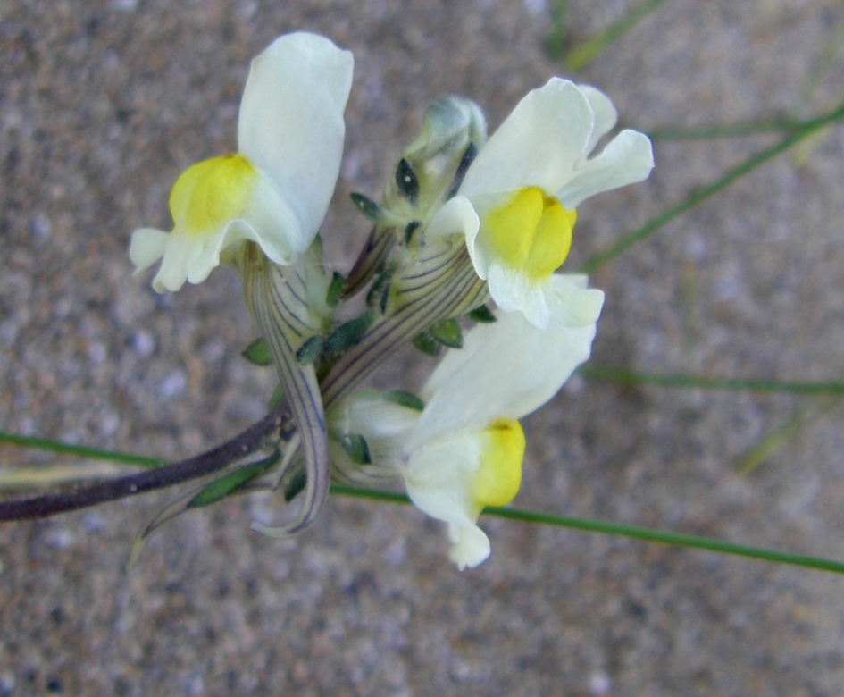 Image of Linaria supina ssp. maritima specimen.