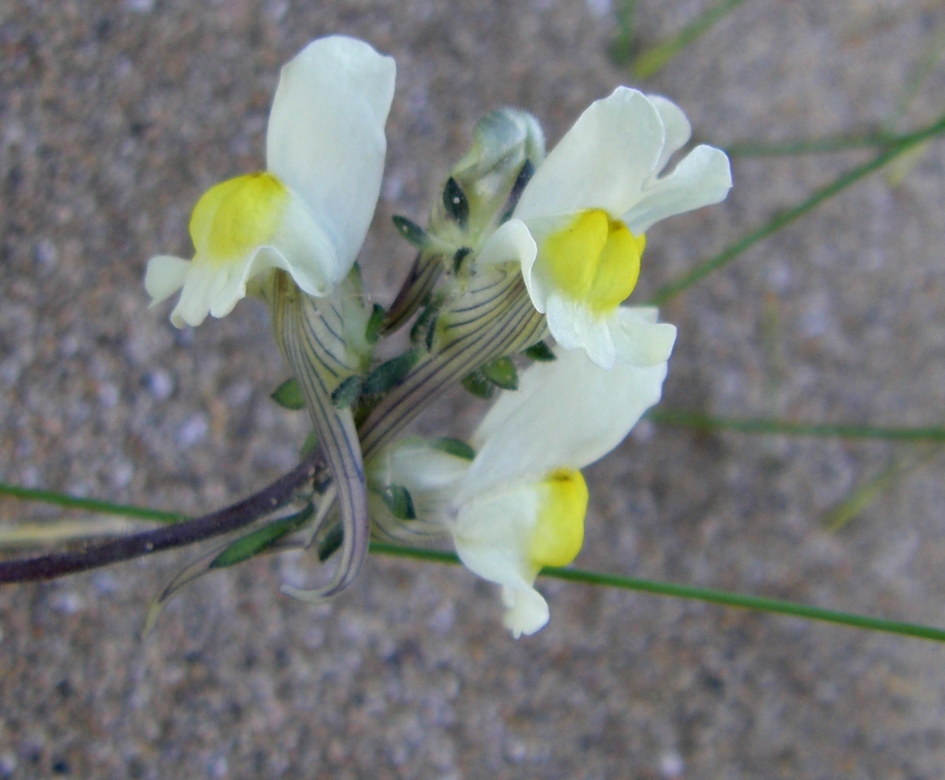 Изображение особи Linaria supina.