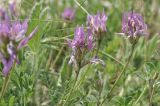 genus Astragalus