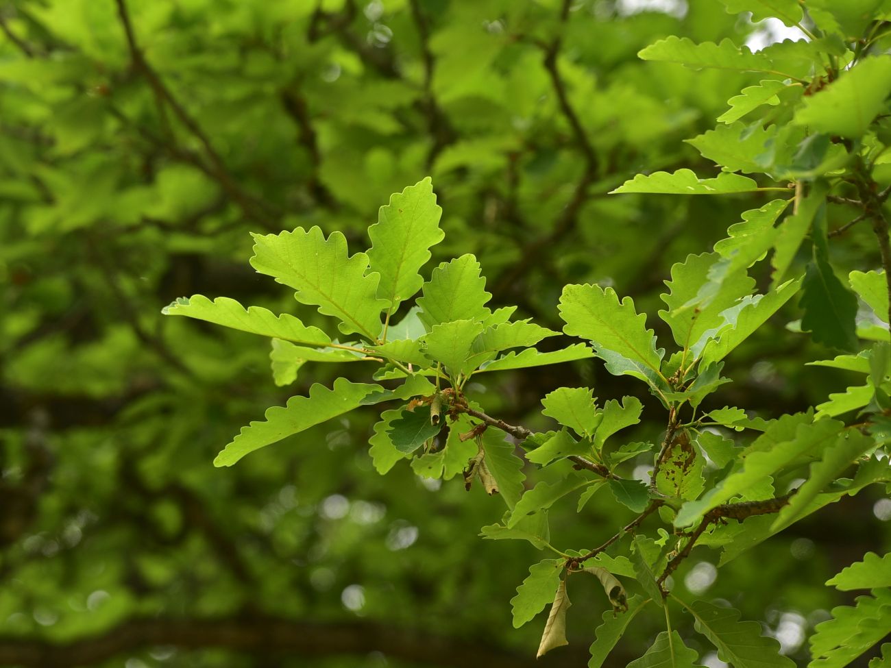 Изображение особи род Quercus.