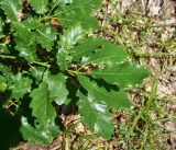 genus Quercus. Побег с погрызенными листьями. Грузия, край Самцхе-Джавахети, Ахалцихский муниципалитет, левый борт р. Цинубанисцкали, 1,8 км выше по течению от горячего источника Цинубани, гребень небольшого отрога, выс. 1160 м н.у.м., роща. 9 июня 2026 г.