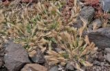 Hordeum leporinum. Плодоносящие растения в сообществе с Mesembryanthemum crystallinum. Португалия, о-в Мадейра, мыс Сан-Лоренцо, каменистый склон. 12.06.2026.