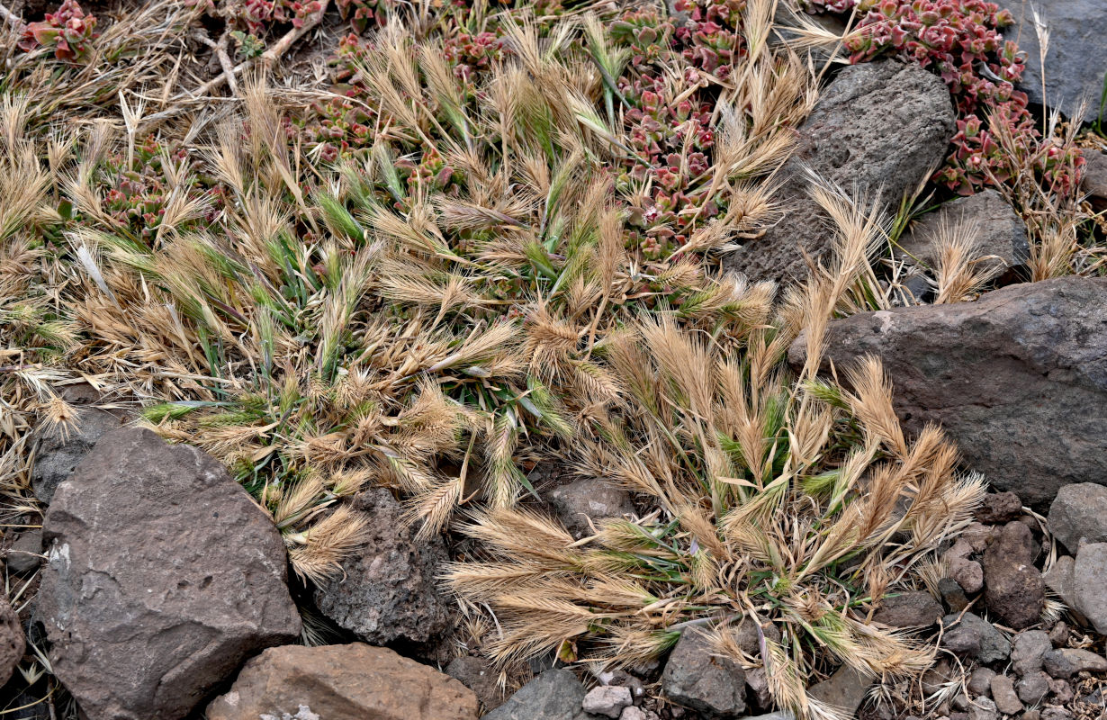 Изображение особи Hordeum leporinum.