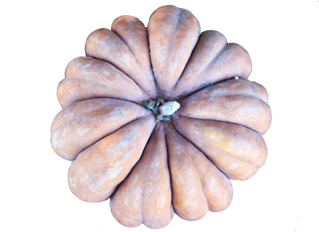 Изображение особи Cucurbita maxima.
