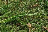 род Ornithogalum