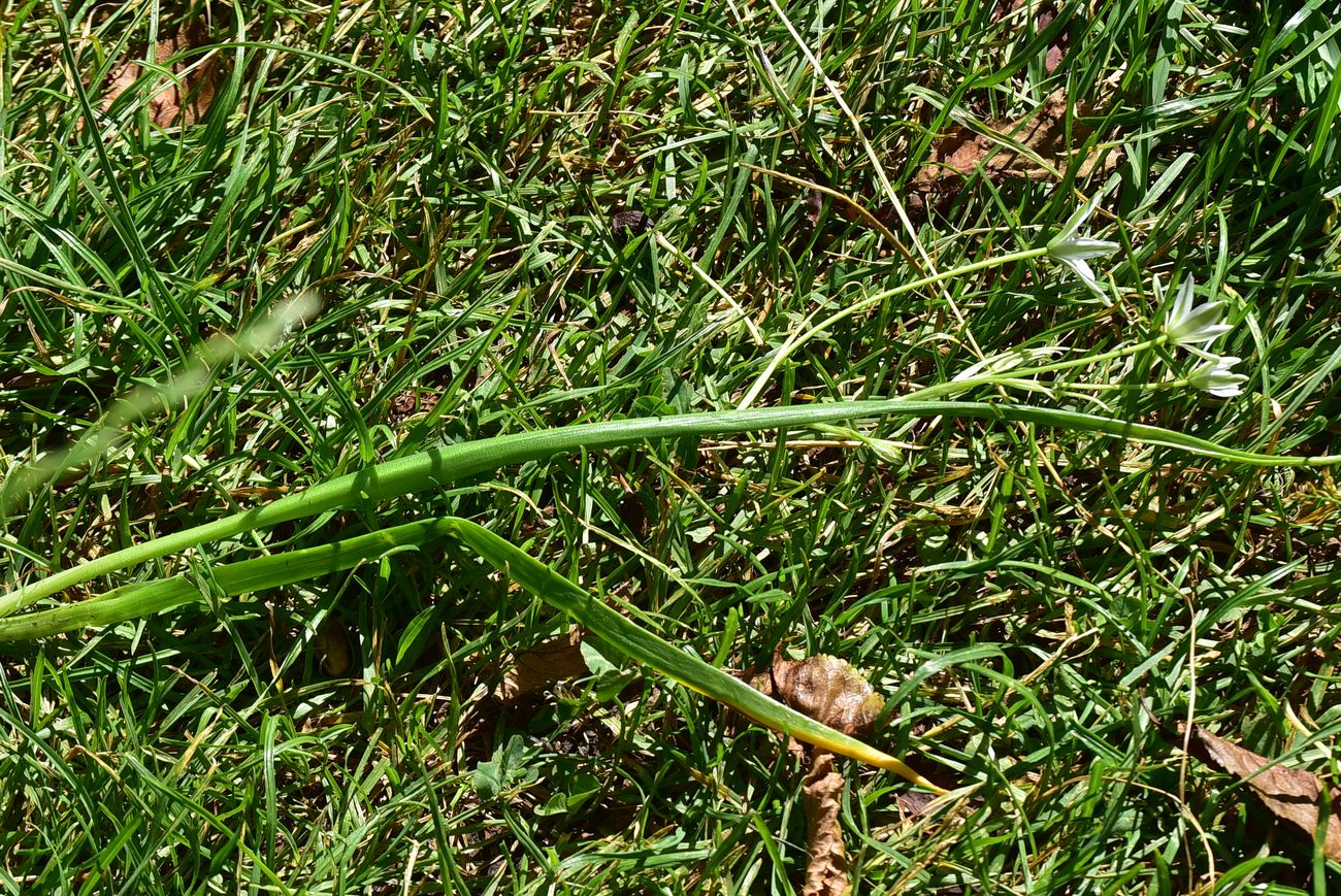 Image of genus Ornithogalum specimen.
