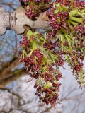 Fraxinus excelsior