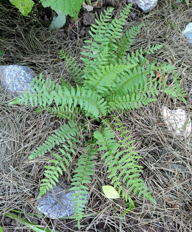 Изображение особи Woodsia polystichoides.