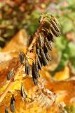 genus Hosta. Соплодие со зрелыми вскрывшимися плодами. Санкт-Петербург, Кировский р-н, цветник. 14.10.2026.
