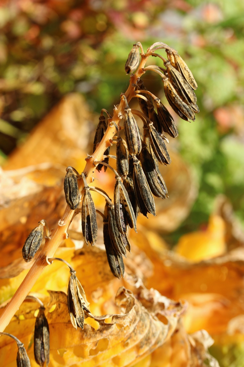 Изображение особи род Hosta.