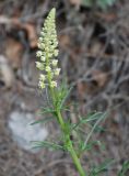 Reseda lutea