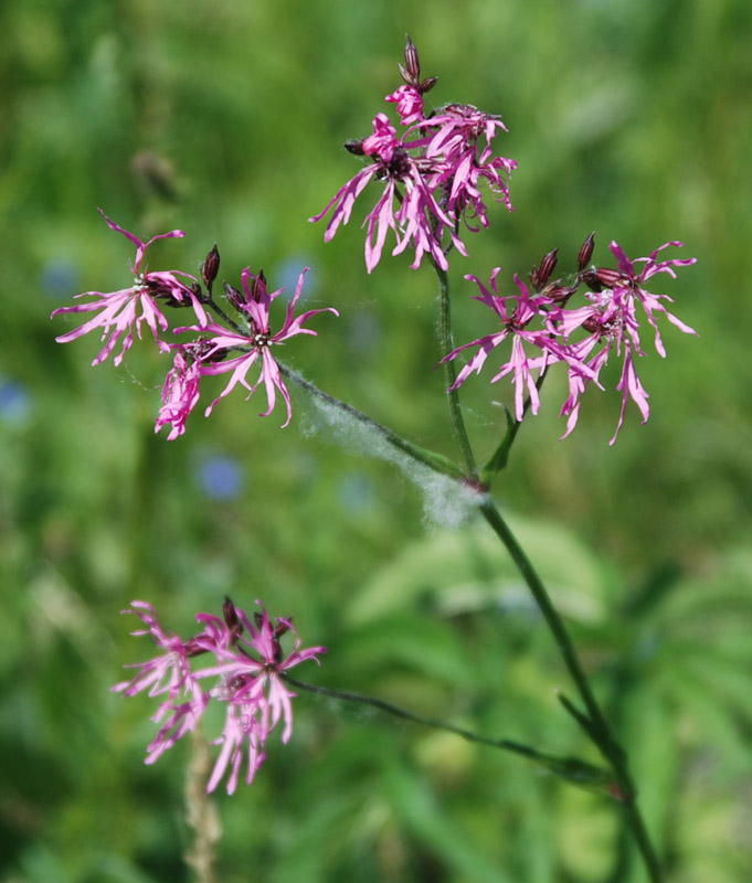 Изображение особи Coccyganthe flos-cuculi.