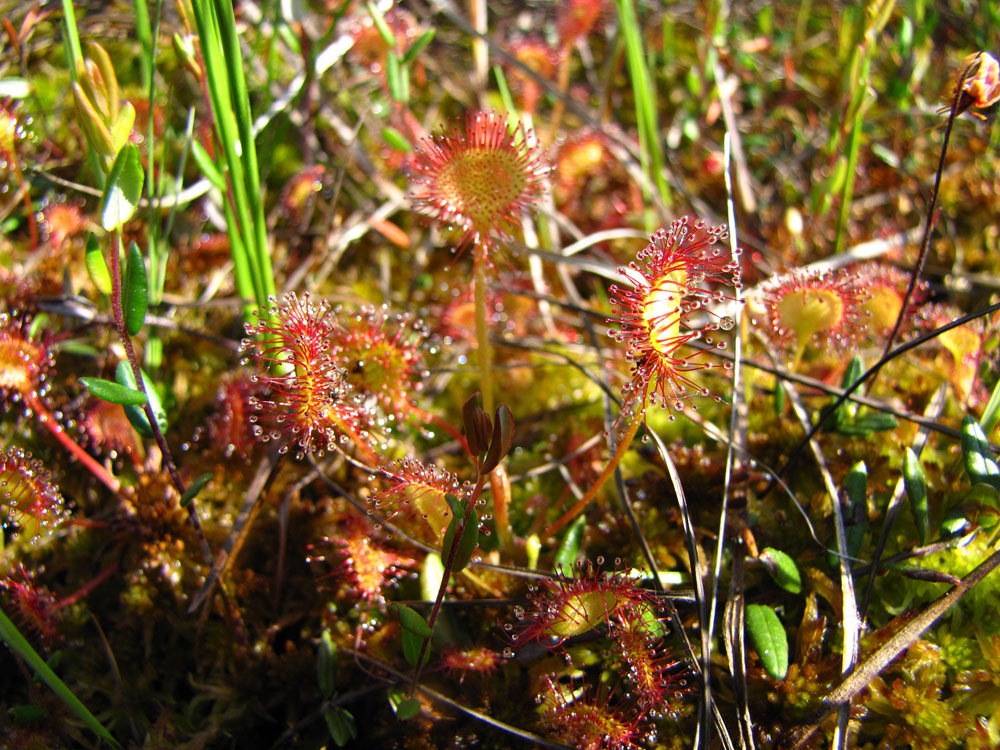 Image of Drosera rotundifolia specimen.