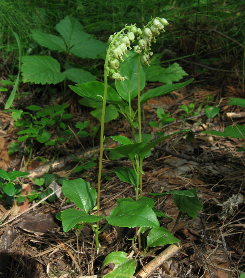 Изображение особи Orthilia secunda.