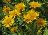 Inula aspera