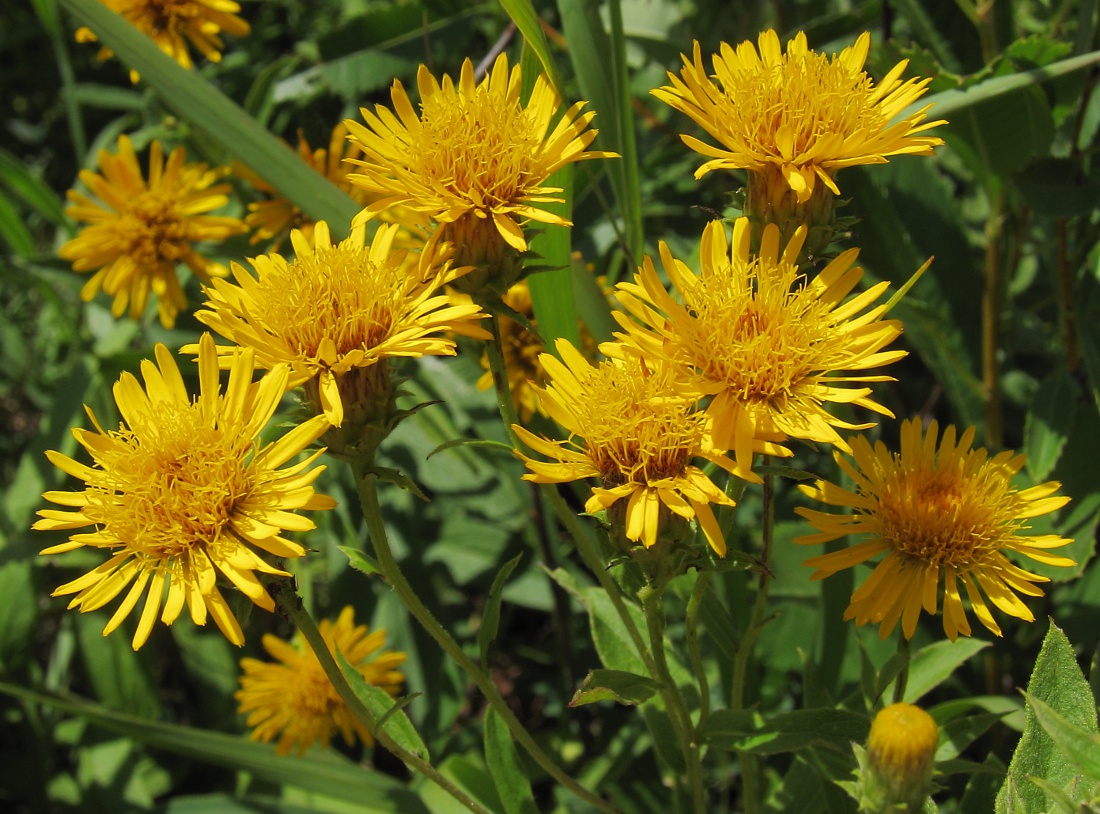 Изображение особи Inula aspera.