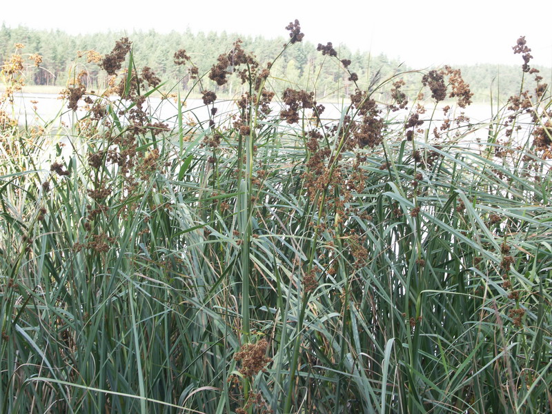 Изображение особи Cladium mariscus.