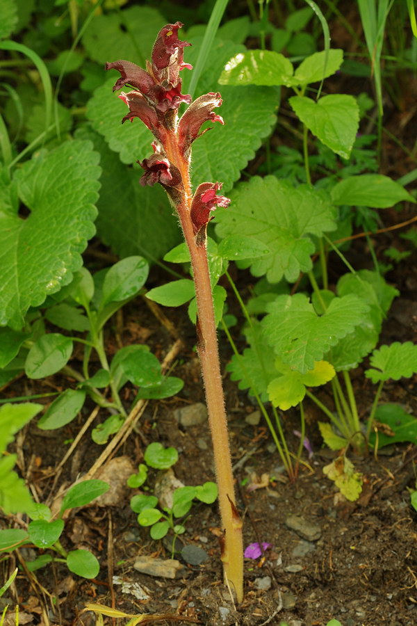 Изображение особи Orobanche gamosepala.