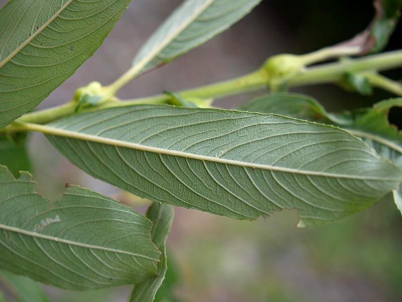 Image of Salix gracilistyla specimen.