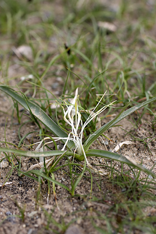 Image of Merendera robusta specimen.