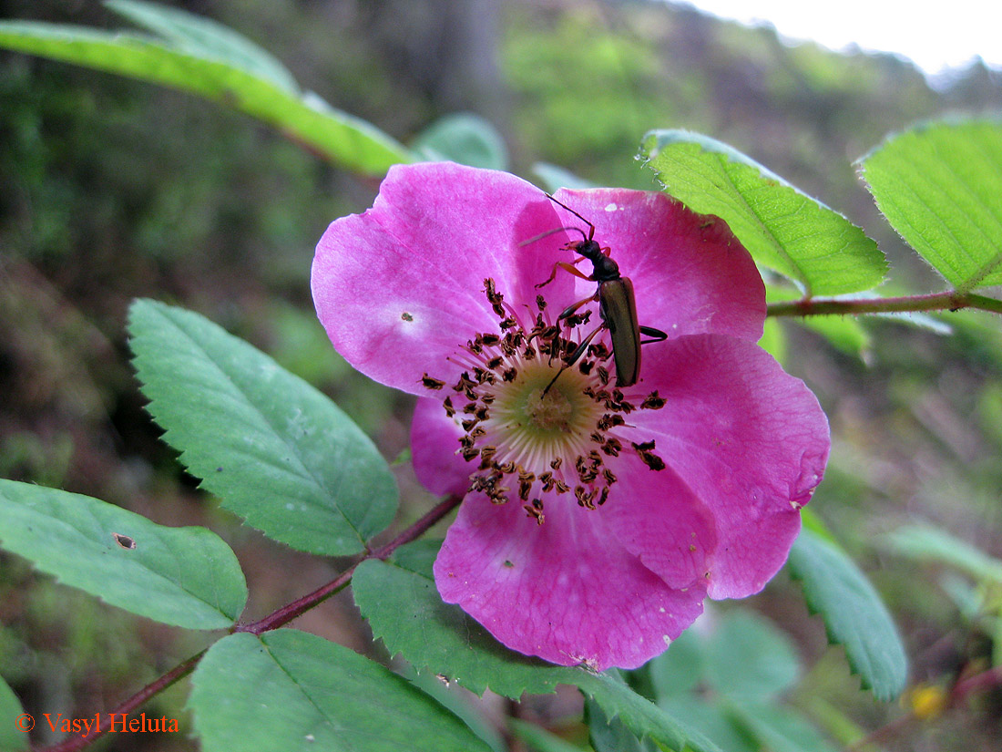 Изображение особи Rosa pendulina.